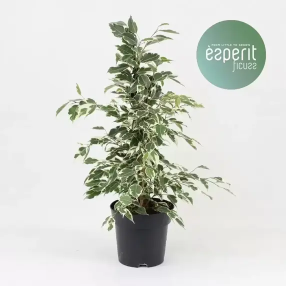 Ficus benjamina 'Twilight' 17cm