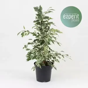 Ficus benjamina 'Twilight' 17cm