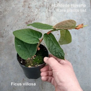 Ficus villosa