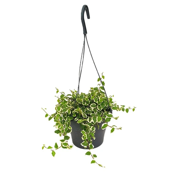 Ficus pumila 'White Sunny' 19cm Hanging Pot - image 2
