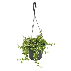 Ficus pumila 'White Sunny' 19cm Hanging Pot - image 2