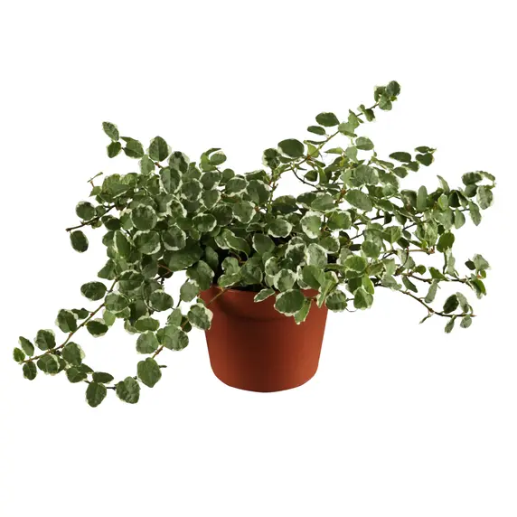 Ficus pumila 'White Sunny' 12cm - image 2