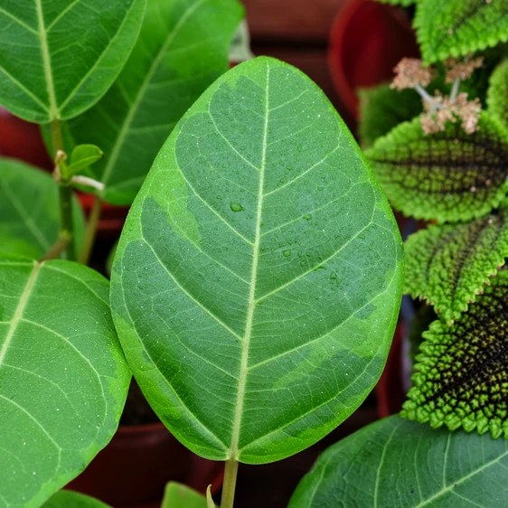 Ficus altissima 'Yellow Gem'