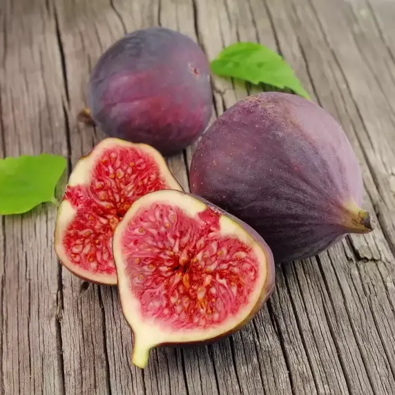Fig 'Brown Turkey' - Fan Trained