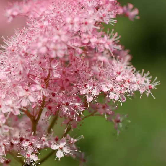 Filipendula rubra 'Venusta' - image 1