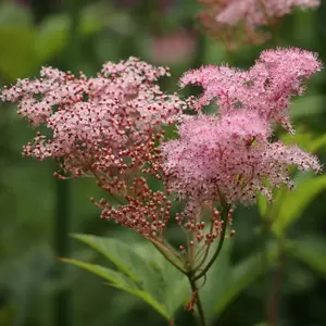 Filipendula rubra 'Venusta' - image 2