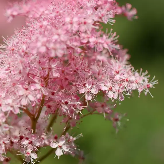 Filipendula rubra 'Venusta' - image 1