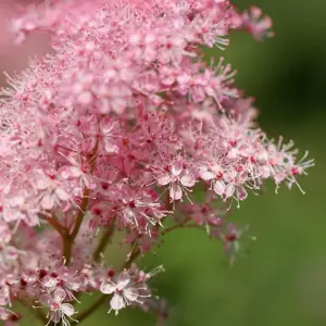 Filipendula 'Venusta'