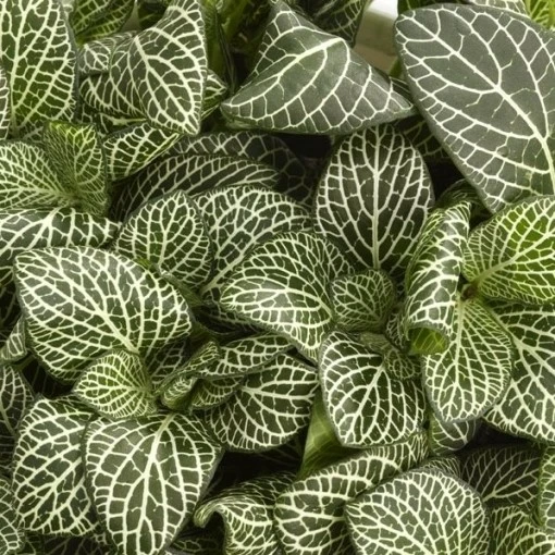 Fittonia verschaffeltii 'Bianco Verde'