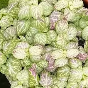 Fittonia 'Bubble Lemon'