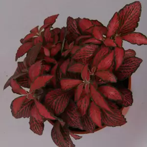 Fittonia 'Forest Flame' 12cm
