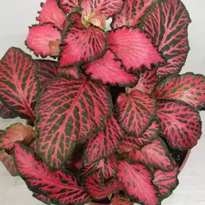 Fittonia 'Forest Flame' 7cm