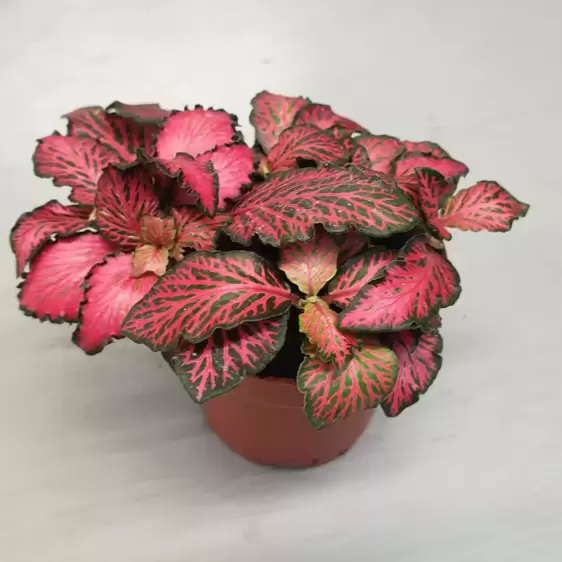 Fittonia 'Forest Flame' 7cm - image 2
