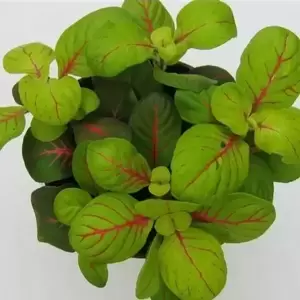 Fittonia verschaffeltii 'Fortissimo' (Bubble Green) 8.5cm