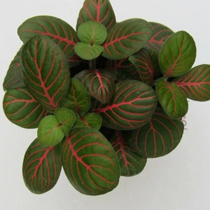 Fittonia verschaffeltii 'Fortissimo' (Bubble Red) 8.5cm