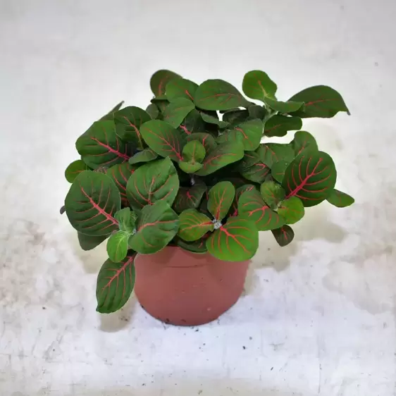 Fittonia verschaffeltii 'Fortissimo' (Bubble Red) 12cm