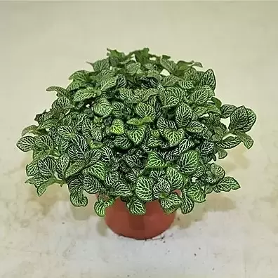 Fittonia 'Green Minima'