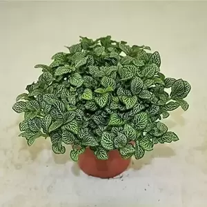 Fittonia 'Green Minima'