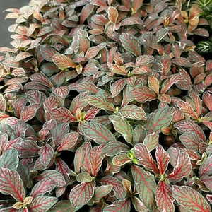 Fittonia 'Grey Sensation' - image 2