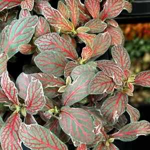 Fittonia 'Grey Sensation' - image 1