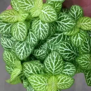 Fittonia 'Joly Lemon'