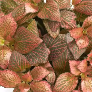 Fittonia 'Josan' 12cm - image 1