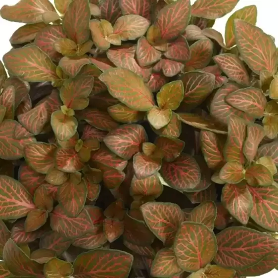 Fittonia 'Josan' 8.5cm - image 2