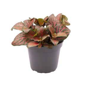 Fittonia 'Josan' 8.5cm - image 3