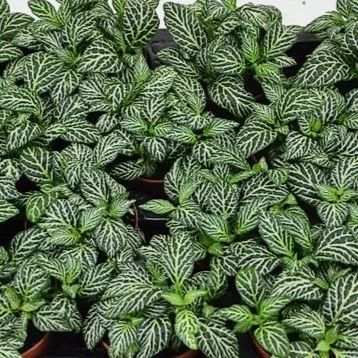 Fittonia 'Marble Green'