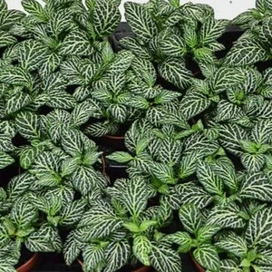 Fittonia 'Marble Green'