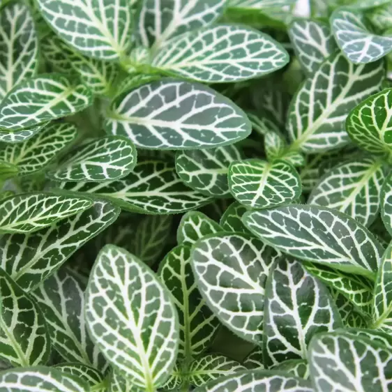 Fittonia verschaffeltii 'Mont Blanc' 6cm - image 1