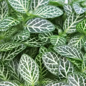 Fittonia verschaffeltii 'Mont Blanc' 10.5cm - image 1