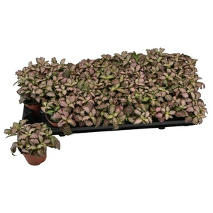 Fittonia 'Mosaic Pink Tiger'