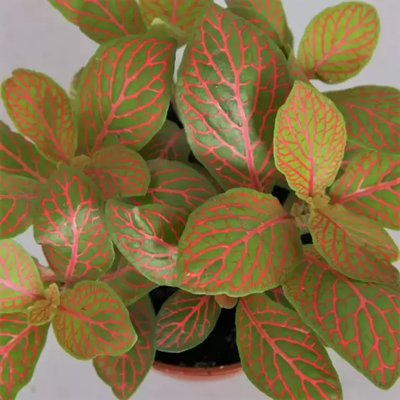 Fittonia 'Mosaic Skeleton' 12cm