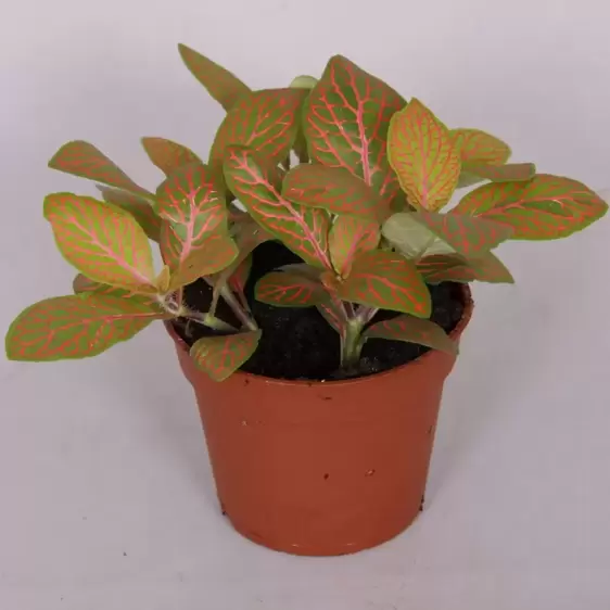 Fittonia 'Mosaic Skeleton' 7cm - image 2