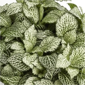 Fittonia 'Mosaic Whisper'