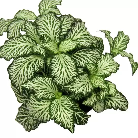 Fittonia 'Mosaic White Tiger' 12cm