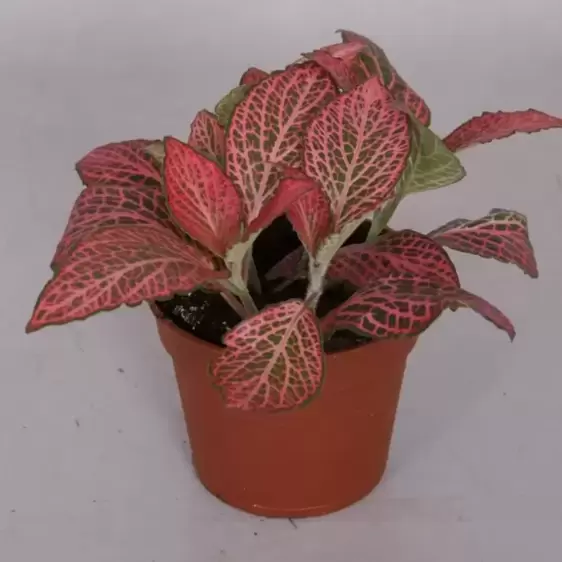 Fittonia 'Pink Diamond' - image 2