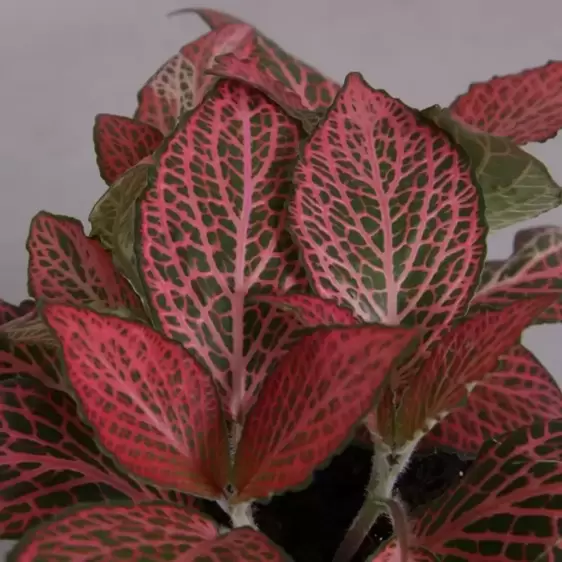 Fittonia 'Pink Diamond' - image 1