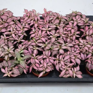Fittonia 'Pink Forest Flame' 7cm