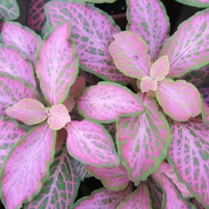 Fittonia 'Pink Ruby Lime' 12cm - image 1