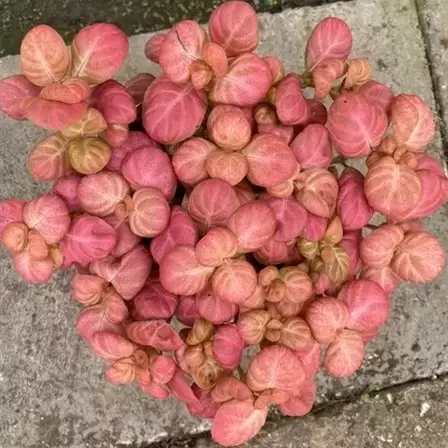 Fittonia 'Pink Special'