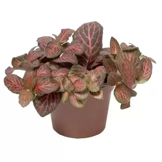 Fittonia 'Red Mini'