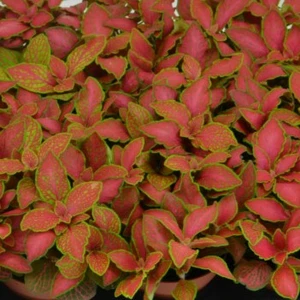 Fittonia 'Ruby Lime'