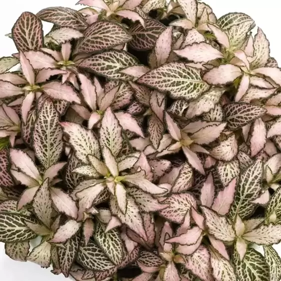 Fittonia 'Salmon Forest Flame'