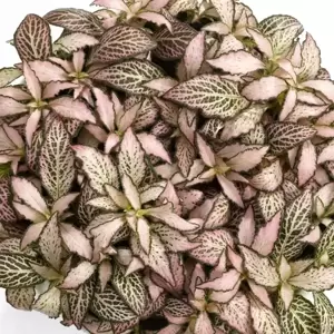 Fittonia 'Salmon Forest Flame'