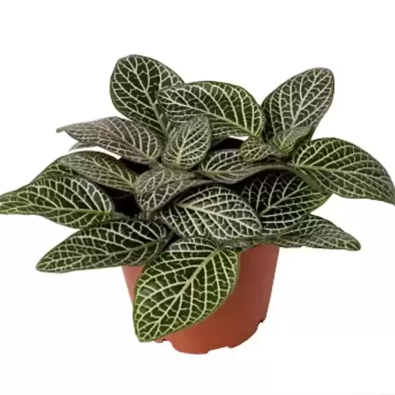 Fittonia 'White Mini'