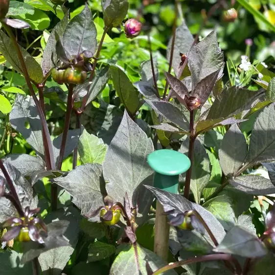 Flat Cane Caps - image 2