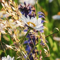 Flower Seed Mixes