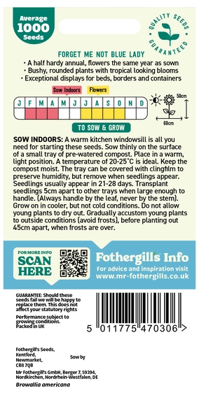 Forget-Me-Not (Jamaican) Blue Lady - image 2